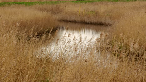 shot-of-a-Reed-wetland-nature-reserve-with-drainage-ditch-next-to-the-river-Ant-near-Ludham-Bridge