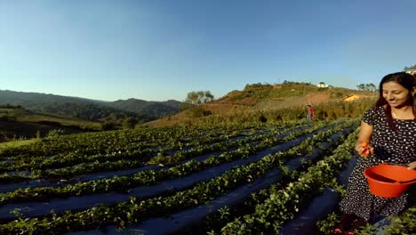 Schönes-Junges-Mädchen-Pflückt-Erdbeeren-Von-Einem-Kleinen-Bauernhof-In-Phetchabun,-Thailand