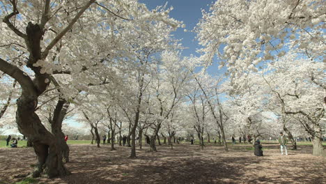 La-Gente-Toma-Fotografías-En-Washington-DC-Bajo-Los-Cerezos-En-Flor.