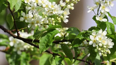 A-tree-with-white-flowers-is-in-full-bloom