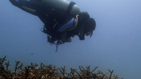 Toma-De-Seguimiento-De-Un-Buzo-Biólogo-Marino-Supervisando-Un-Vivero-De-Corales-Cuerno-De-Ciervo-En-La-República-Dominicana