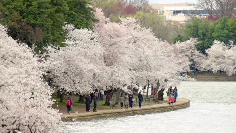 Cherry-Blossom-Trees-Along-Tidal-Basin-in-Washington-DC