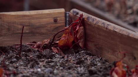 Dried-Dead-Plant-On-A-Wooden-Garden-Bed