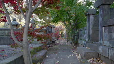 Maple-trees-are-very-common-in-Japan-due-to-their-changing-leaf-color-with-the-seasons