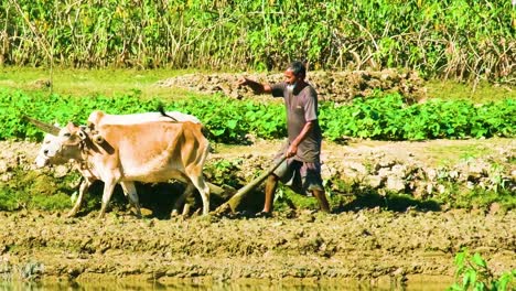 Bauer-Pflügt-Reisfeld-Mit-Traditionellem,-Von-Ochsen-Gezogenem-Pflug-Im-Ländlichen-Bangladesch---Weitwinkelaufnahme