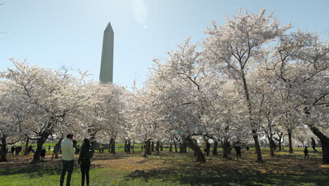 Touristen-Versammeln-Sich-Unter-Kirschblütenbäumen-In-Washington-D.C.