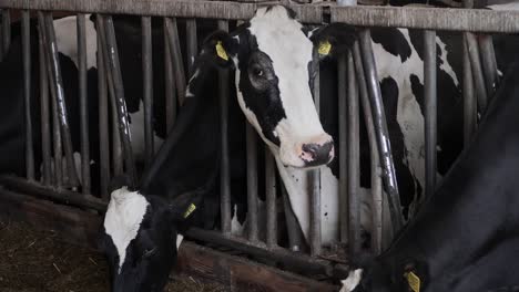Cow's-head-sticks-through-the-feeding-fence-and-looks-around