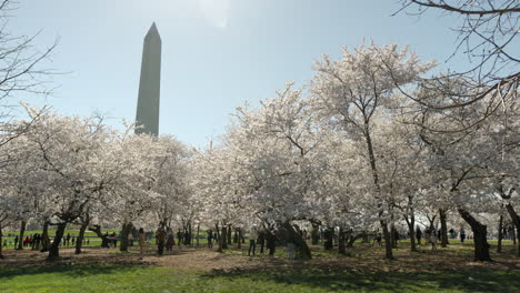 Kirschblütenbäume-In-Washington-D.C.-An-Einem-Sonnigen-Frühlingstag