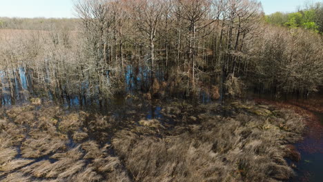 Dried-Grass-And-Trees-At-Bell-Slough-State-Wildlife-Management-Area-In-Arkansas,-USA