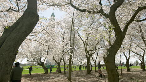 Baldachin-Aus-Kirschblütenbäumen-In-Der-Nähe-Des-Washington-Monument