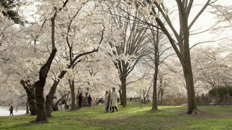 La-Gente-Pasa-Bajo-El-Alto-Dosel-De-Cerezos-En-Flor-En-Washington-D.