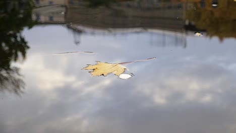 Schwimmender-Herbstlaub-Im-Stadtkanal-In-Riga