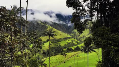 Volando-A-Través-De-Una-Espesa-Jungla-Verde-En-La-Cordillera-De-Los-Andes,-Colombia,-Aérea