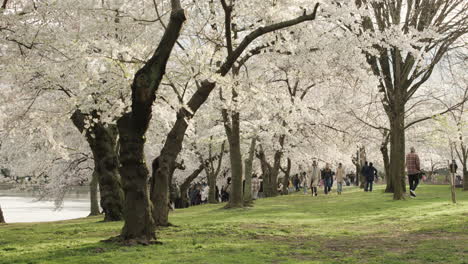 Kirschblütenbäume-An-Einem-Windigen-Frühlingsnachmittag-In-Washington,-D.C.
