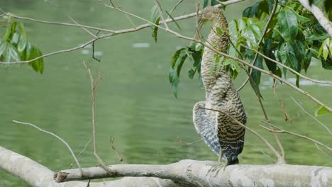 Garza-Tigre-Solitaria-Con-La-Garganta-Desnuda---Tigrisoma-Mexicanum---En-Costa-Rica-En-El-Parque-Nacional-Corcovado