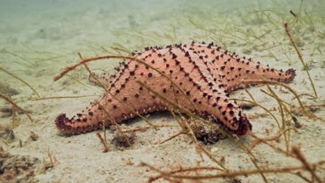 Underwater-shot-of-a-starfish-laying-on-the-ocean-floor-and-some-algae-around-it