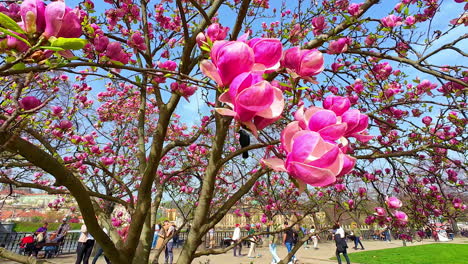 Schöne-Blüte-Baum-Magnolie-Rosa-Blumen-Park-Frühling-Prag-Tschechische-Republik