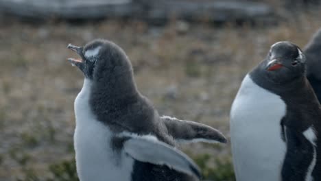 Pingüino-Papúa-Bebé-Corriendo-En-Cámara-Lenta-En-Isla-Martillo,-Ushuaia,-Argentina