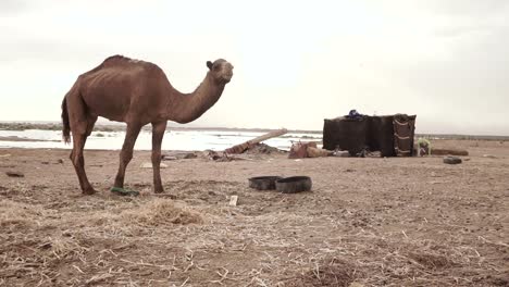 Kamel-Beim-Essen-In-Der-Sahara-Wüste-Von-Marokko-Erschossen