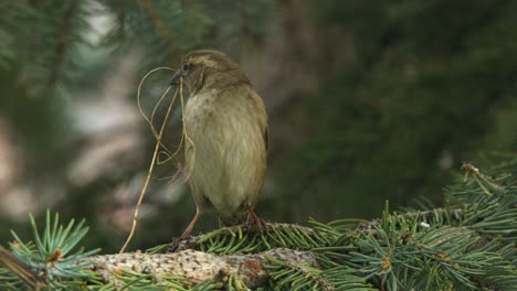 Nahaufnahme:-Spatz-In-Fichte-Sammelt-Gras-Als-Nistmaterial