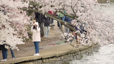 Tourists-Walk-Under-Cherry-Blossom-Trees-on-Spring-Day-in-Washington-DC