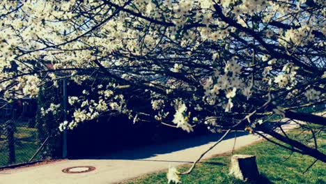 Manzanos-En-Flor-En-Freudental,-Un-Pueblo-En-El-Sur-De-Alemania-Bajo-El-Cálido-Sol-Primaveral