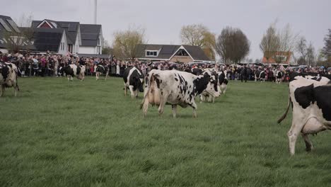 Cows-are-jumping-around-happily-in-the-meadow