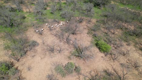 Aerial-video-of-a-small-herd-of-Oryx-on-a-ranch-in-Texas