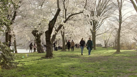 Menschen-Gehen-Unter-Kirschblütenbäumen-In-Der-Späten-Nachmittagssonne-In-Washington,-D.C.
