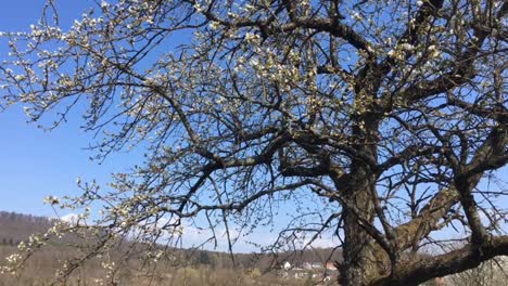 Apple-tree-blossoming-in-Freudental,-a-Village-in-the-South-of-Germany,-Baden-Württemberg,-on-a-lovely-Springday-in-the-end-of-March