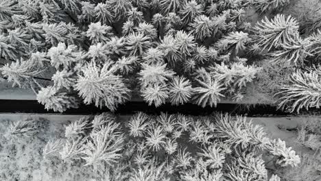 Drone-flight-over-a-road-with-snow-covered-trees-on-both-sides