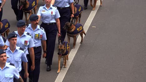 Handlers-walking-air-force-military-working-dog-down-the-street-during-Anzac-Day-parade,-close-up-shot