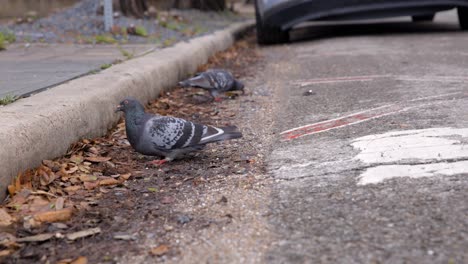 Pigeons-eating-by-the-side-of-the-road,-by-the-sidewalk,-recorded-at-60-frames