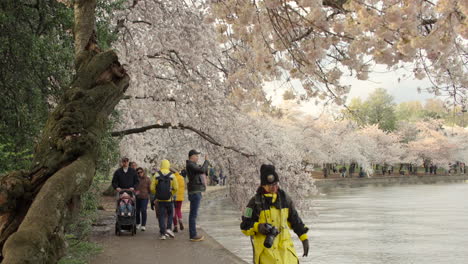 Touristen-Besuchen-Washington-D.C.-Tidal-Basin-Während-Der-Kirschblütensaison