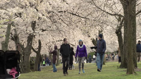 People-Walk-Under-Illuminated-Canopy-of-Cherry-Blossom-Trees