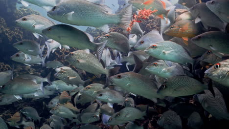 Clear-underwater-view-of-silvery-fish-in-shoal-swimming-around-the-reef-with-sargasso-falling-down