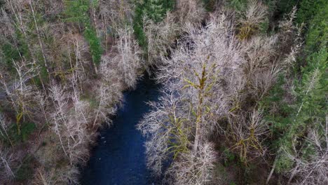 Beautiful-view-of-Cedar-river-and-forest-landscape-in-Washington-State