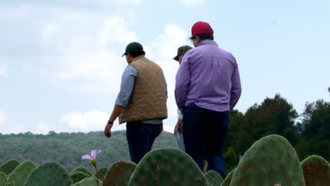 Bauern-Diskutieren-Status-Der-Sukkulenten-Kaktus-Plantage