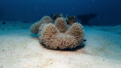 Underwater-Shot-Of-Still-Soft-Coral
Mauritius