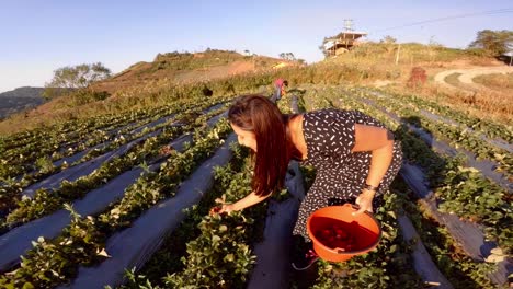 Hermosa-Joven-Recogiendo-Fresas-De-Una-Pequeña-Granja-En-Phetchabun-Tailandia