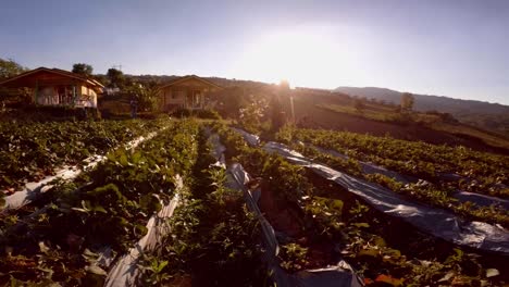 Hermosa-Joven-Recogiendo-Fresas-De-Una-Pequeña-Granja-En-Phetchabun-Tailandia