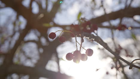 A-Close-Up-Of-Bunch-Berries-In-A-Branch-During-Sunrise