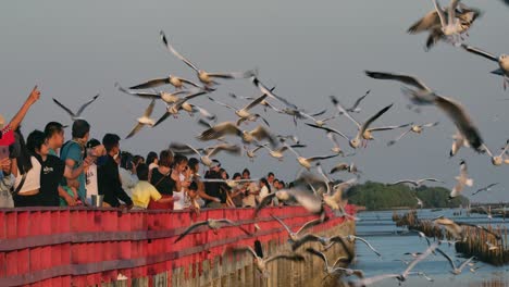 Seagulls-flying-around-and-around-as-they-take-food-from-people,-Thailand