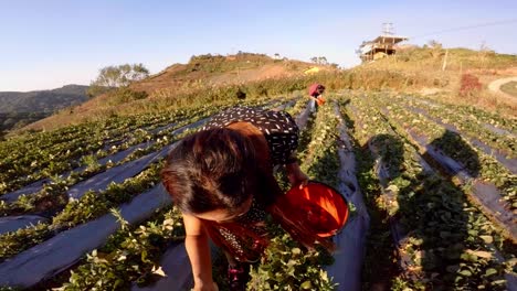 Schönes-Junges-Mädchen-Pflückt-Erdbeeren-Von-Einem-Kleinen-Bauernhof-In-Phetchabun,-Thailand