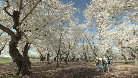 La-Gente-Camina-Bajo-Los-Cerezos-En-Flor-En-Washington-DC.