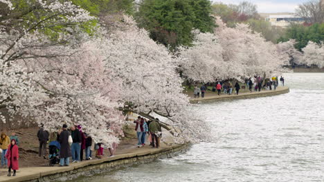 Touristengruppen-Spazieren-Unter-Kirschblütenbäumen-Entlang-Des-Gezeitenbeckens-Von-Washington-D.C.