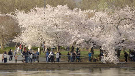 Kirschblütenbäume-In-Voller-Blüte-Entlang-Des-Tidal-Basin-In-Washington-D