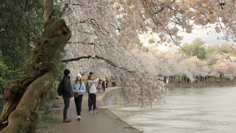 La-Gente-Disfruta-De-Los-Cerezos-En-Flor-El-Día-De-Primavera-En-La-Cuenca-Tidal-De-Washington-Dc