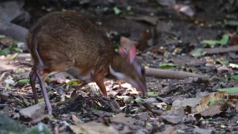 Facing-to-the-right-while-feeding-on-the-ground-as-it-moves-to-the-left-and-around,-Lesser-Mouse-deer-Tragulus-kanchil,-Thailand