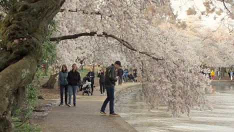 Kirschblütenzeit-Im-Tidal-Basin-In-Washington-D